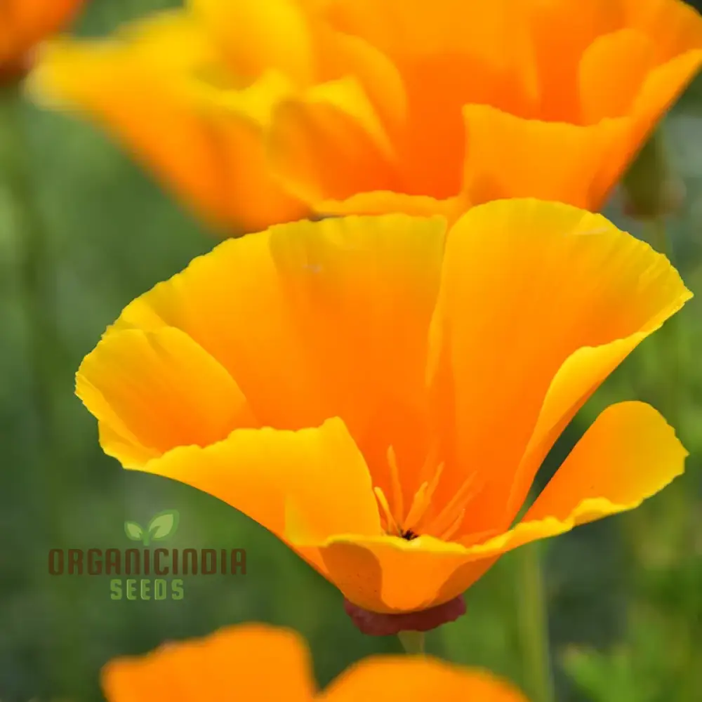 Californian Poppy - Golden West Seeds for Planting and Gardening - Image 4