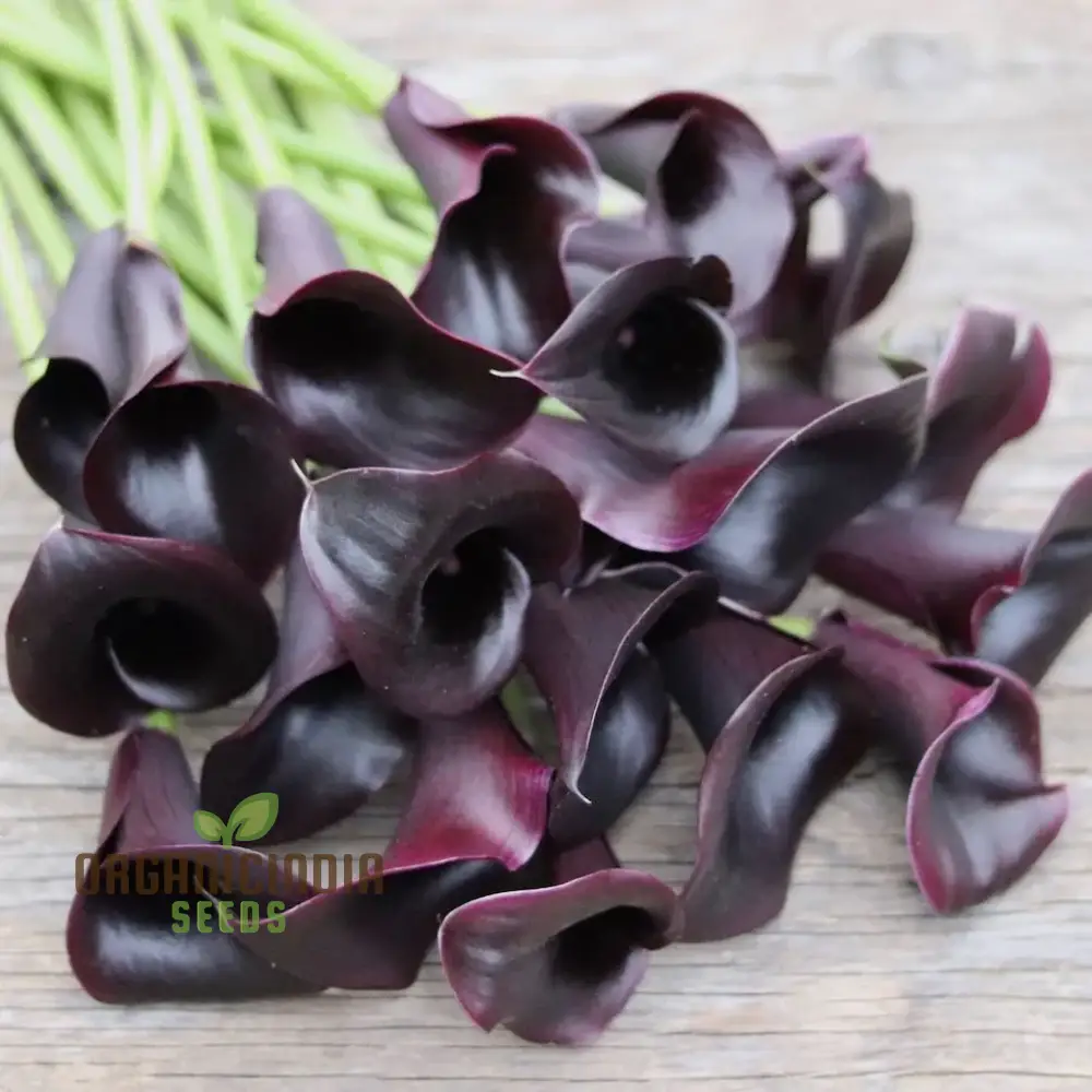 Calla Lily Seeds for Planting - 100 pcs
