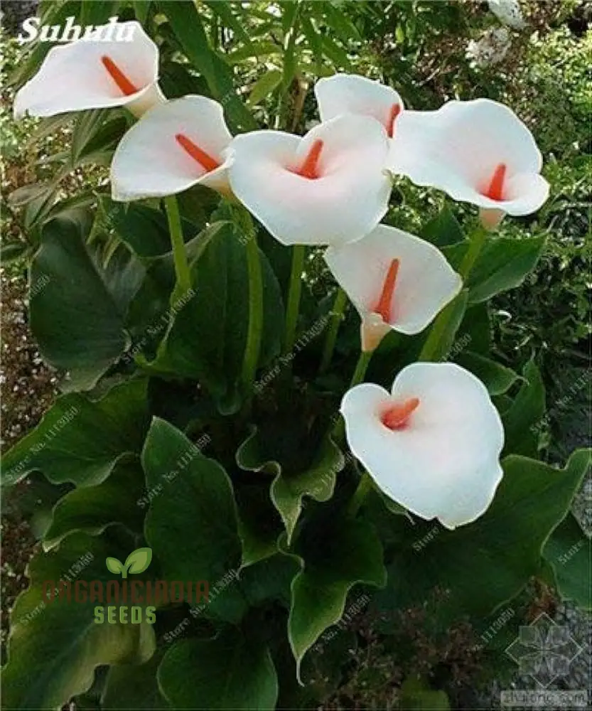 Calla Lily Seeds for Planting - 100 pcs - Image 4
