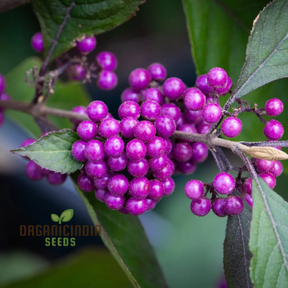 Callicarpa bodinieri Flower Seeds: Grow Your Garden with Exquisite Beauty - Image 3