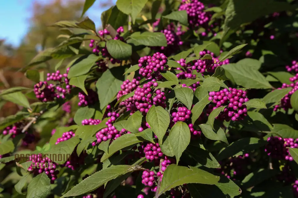 Callicarpa bodinieri Flower Seeds: Grow Your Garden with Exquisite Beauty - Image 4