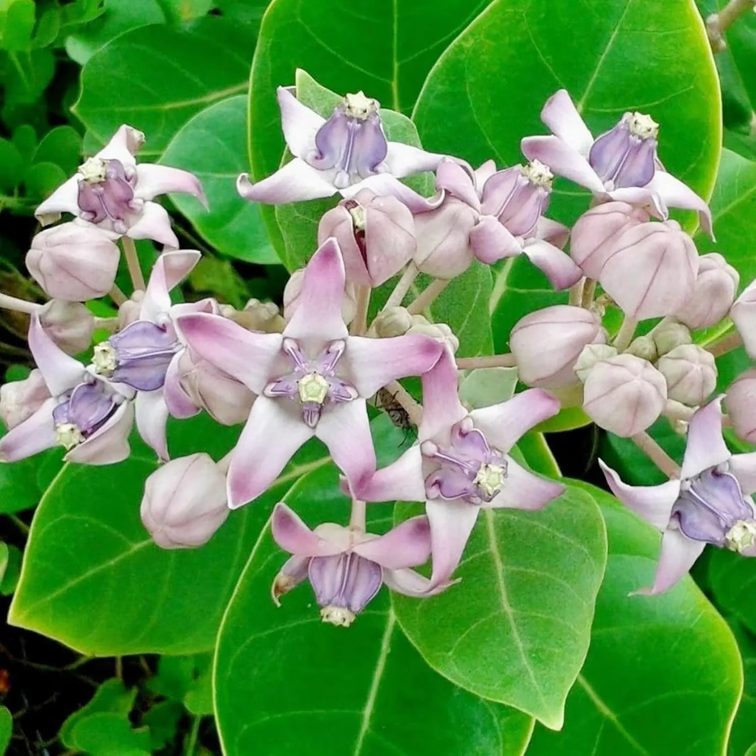 Calotropis Gigantea Seeds Giant Milkweed - Image 3