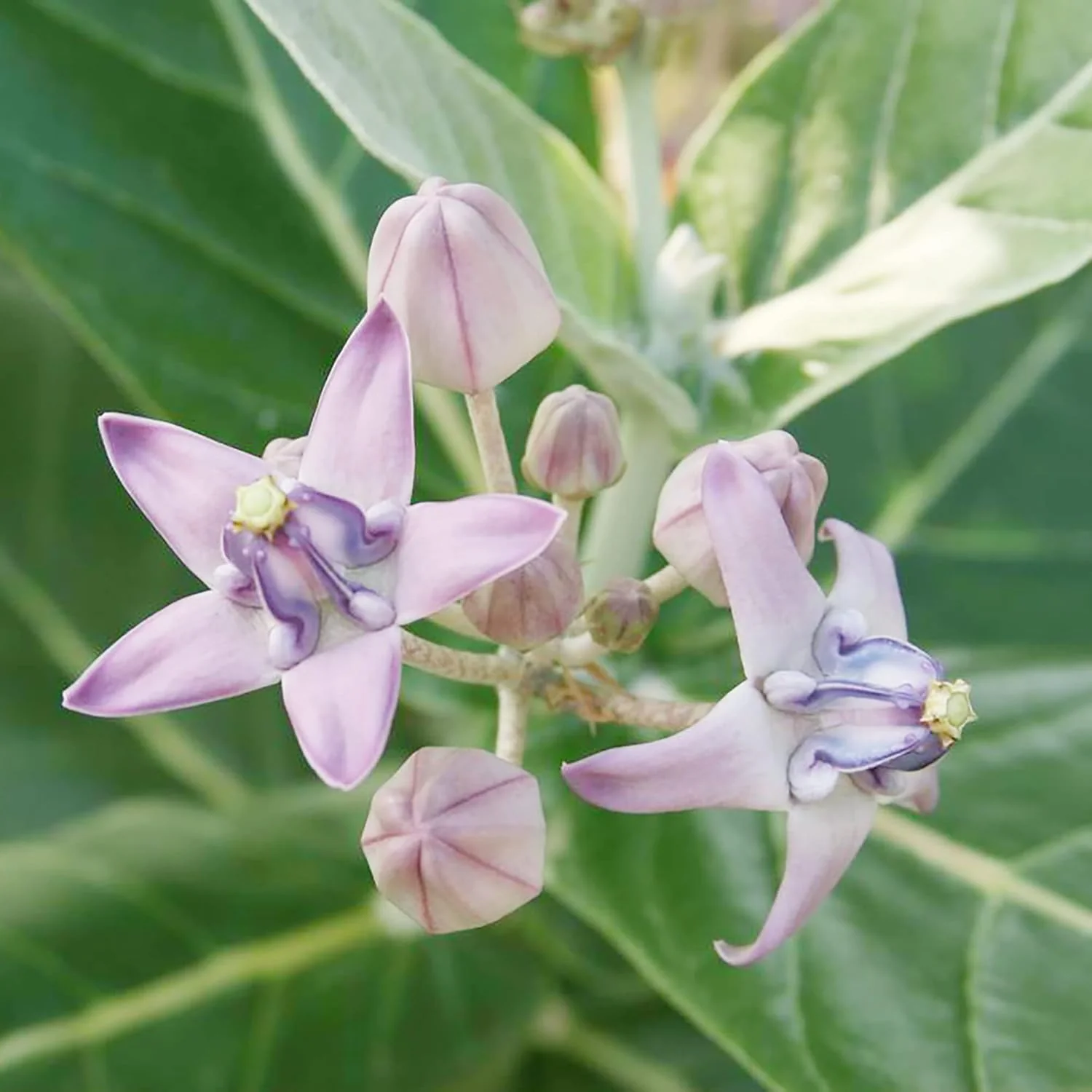 Calotropis Gigantea Seeds Giant Milkweed - Image 4