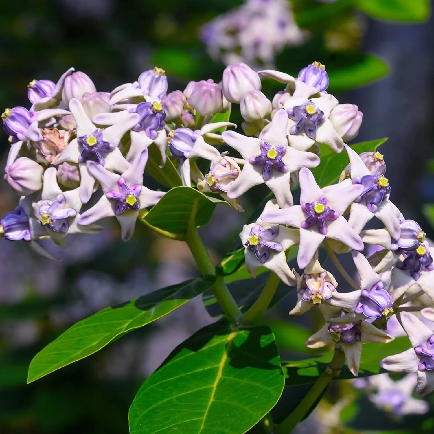 Calotropis Gigantea Seeds Giant Milkweed - Image 5