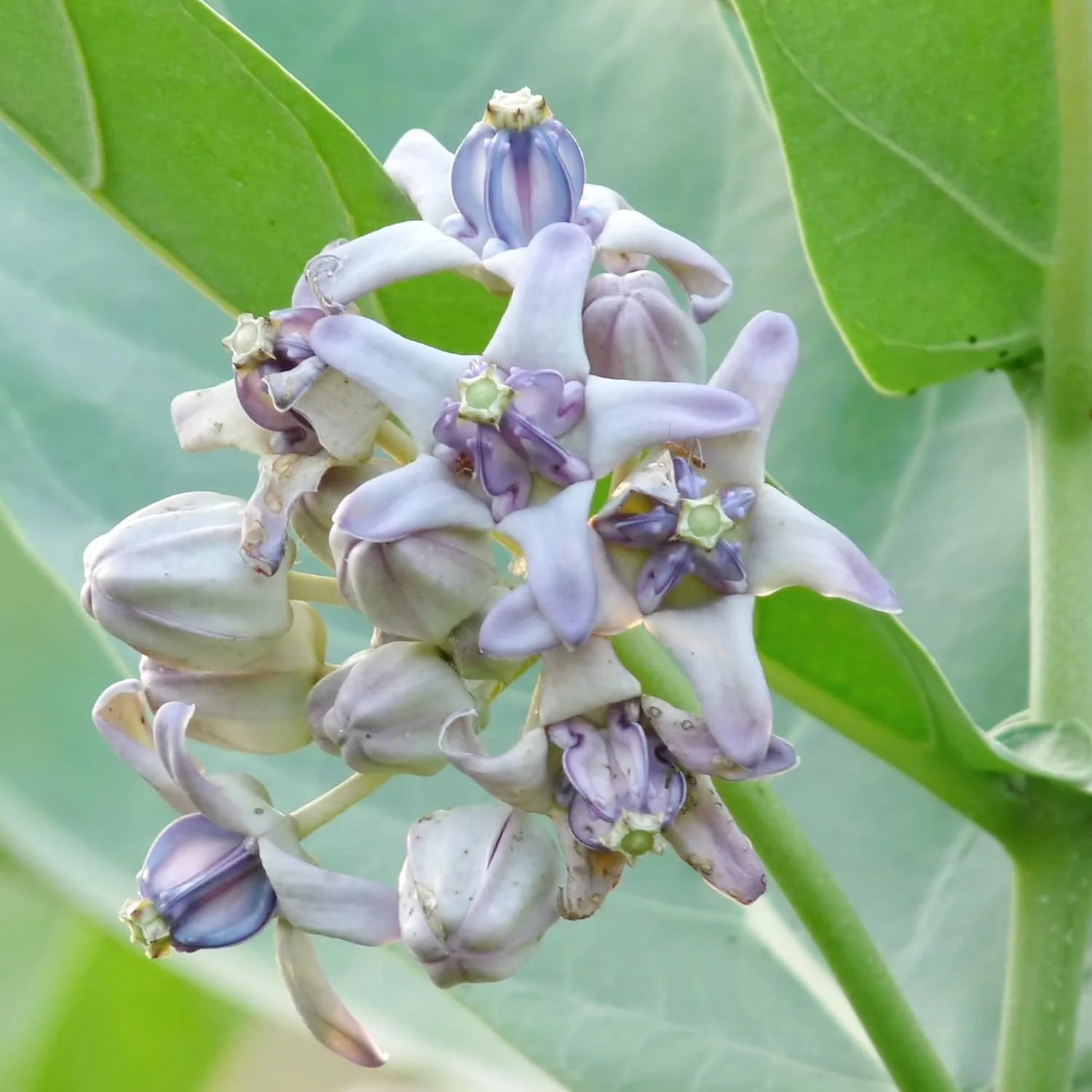 Calotropis Gigantea Seeds Giant Milkweed - Image 6