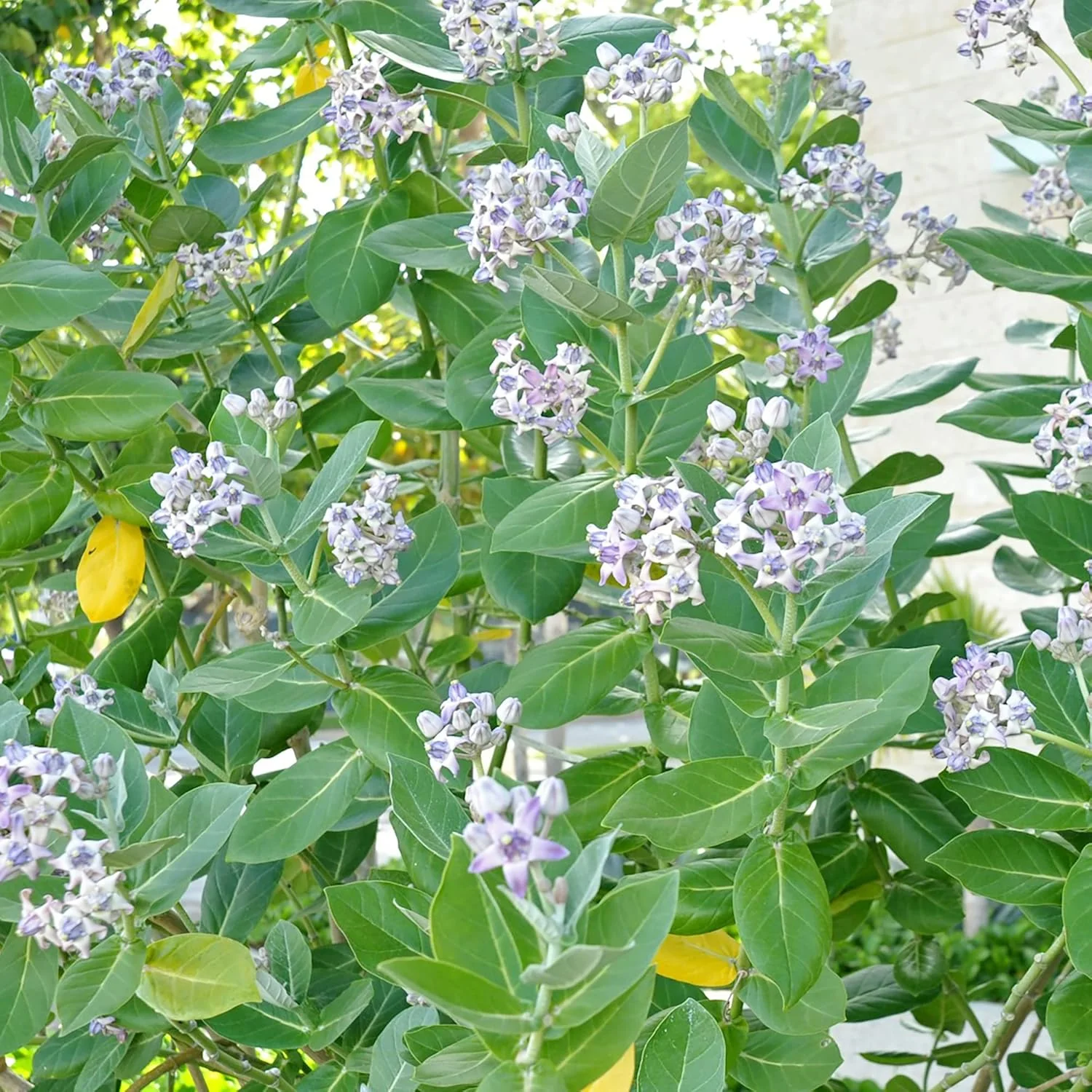 Calotropis Gigantea Seeds Giant Milkweed - Image 7