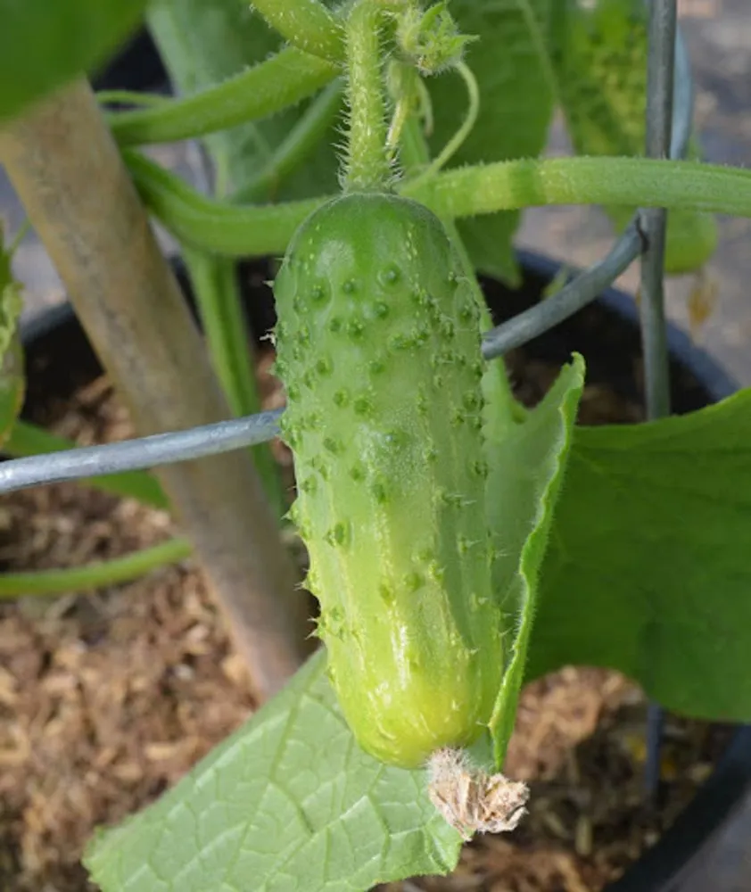 Calypso Cucumber Seeds – High-Yield, Crisp & Disease-Resistant Variety