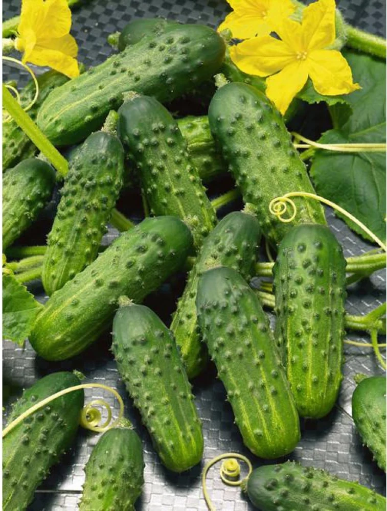 Calypso Cucumber Seeds – High-Yield, Crisp & Disease-Resistant Variety - Image 3