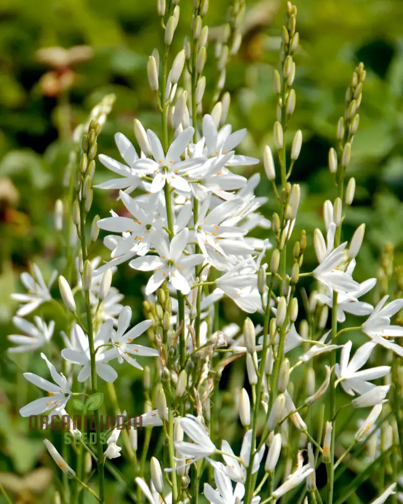 Camassia C. Leichtlinii Alba Flower Seeds For Planting, Elegant White Camassia for a Beautiful and Graceful Garden Display - Image 3