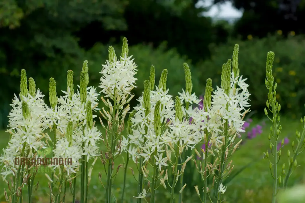Camassia C. Leichtlinii Alba Flower Seeds For Planting, Elegant White Camassia for a Beautiful and Graceful Garden Display - Image 4