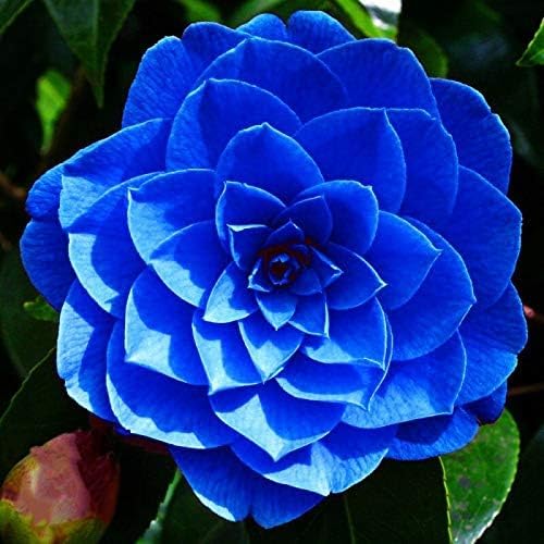 Camellia Seeds (Agramsero del Fiore Camellia Seeds) - Elegant Blooming Flowers for Gardens - Image 5
