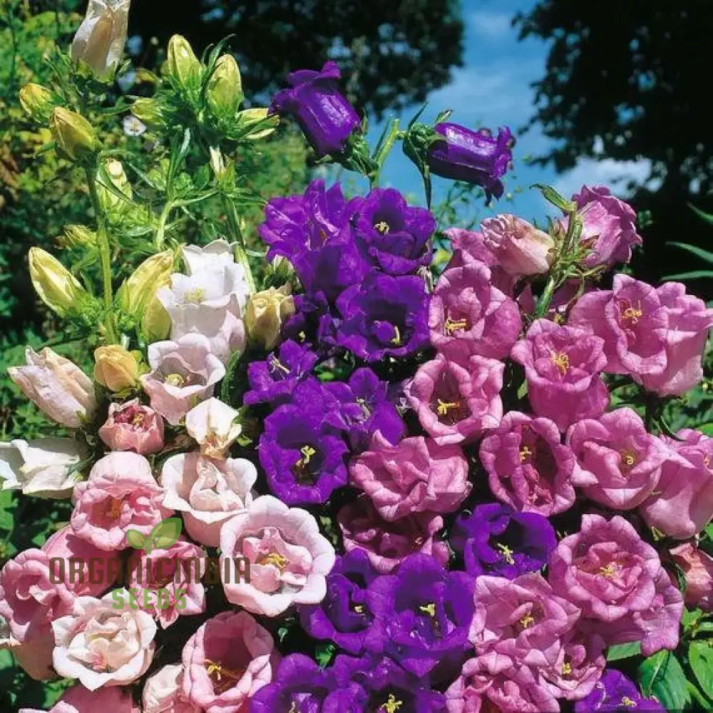 Campanula Seeds (Canterbury Bells Cup and Saucer Mix) - Colorful Tall Blooms for Gardens - Image 3