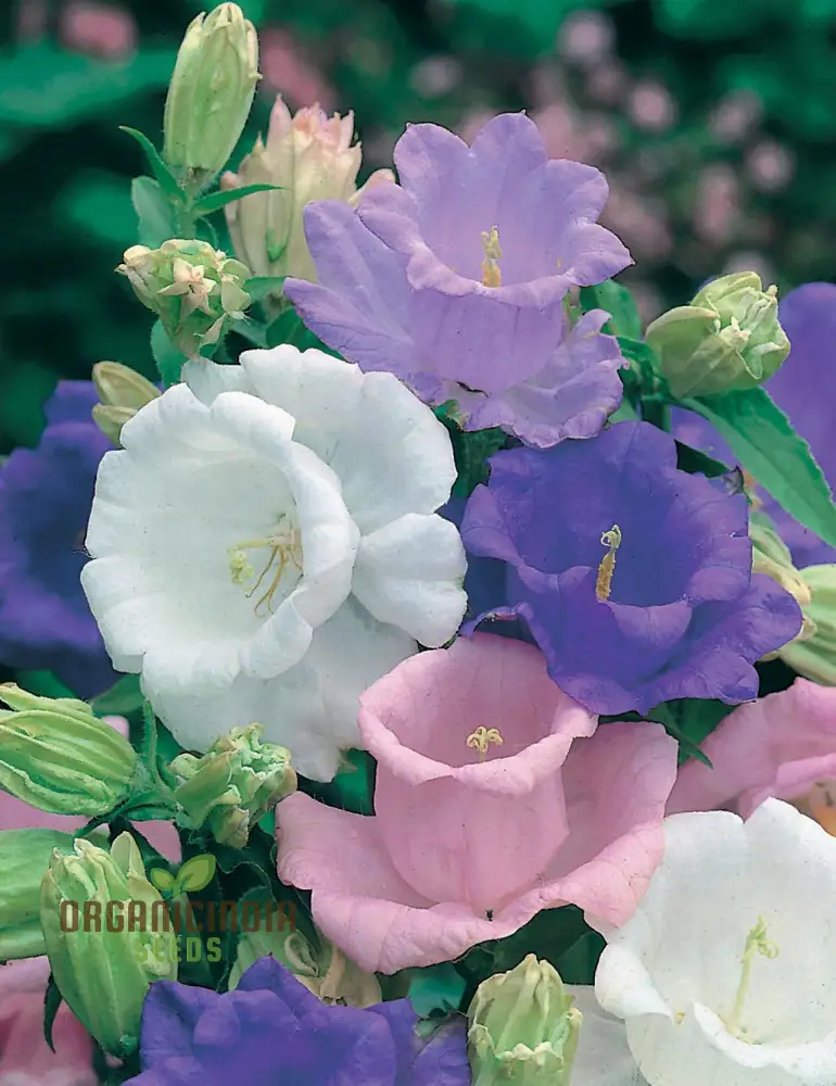 Campanula Seeds (Canterbury Bells Cup and Saucer Mix) - Colorful Tall Blooms for Gardens - Image 4