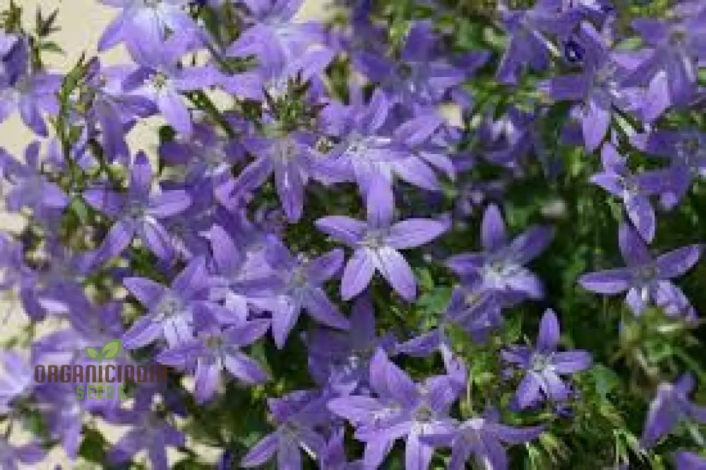Campanula Seeds (Campanula Poscharskyana Seeds) - Enchanting Bluebell Carpet for Garden Ground Cover - Image 3