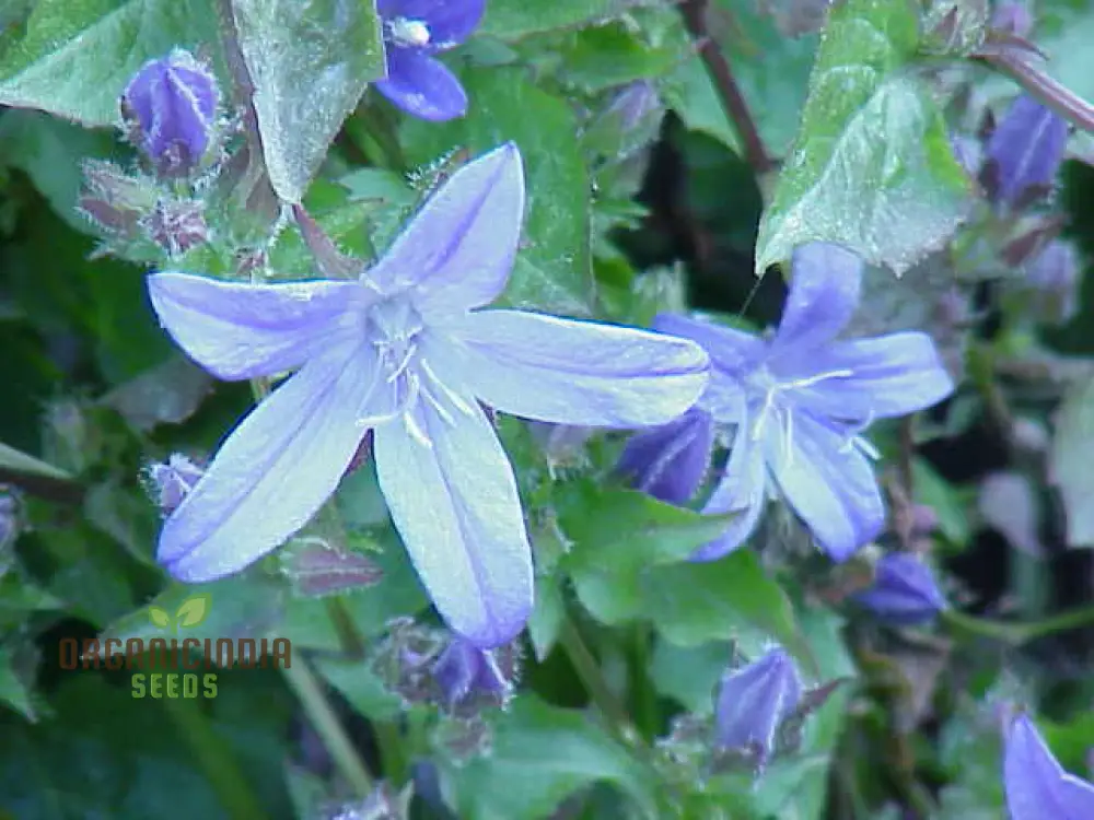 Campanula Seeds (Campanula Poscharskyana Seeds) - Enchanting Bluebell Carpet for Garden Ground Cover - Image 4