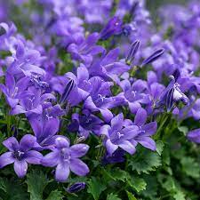 Campanula Seeds (Campanula Poscharskyana Seeds) - Enchanting Bluebell Carpet for Garden Ground Cover - Image 5