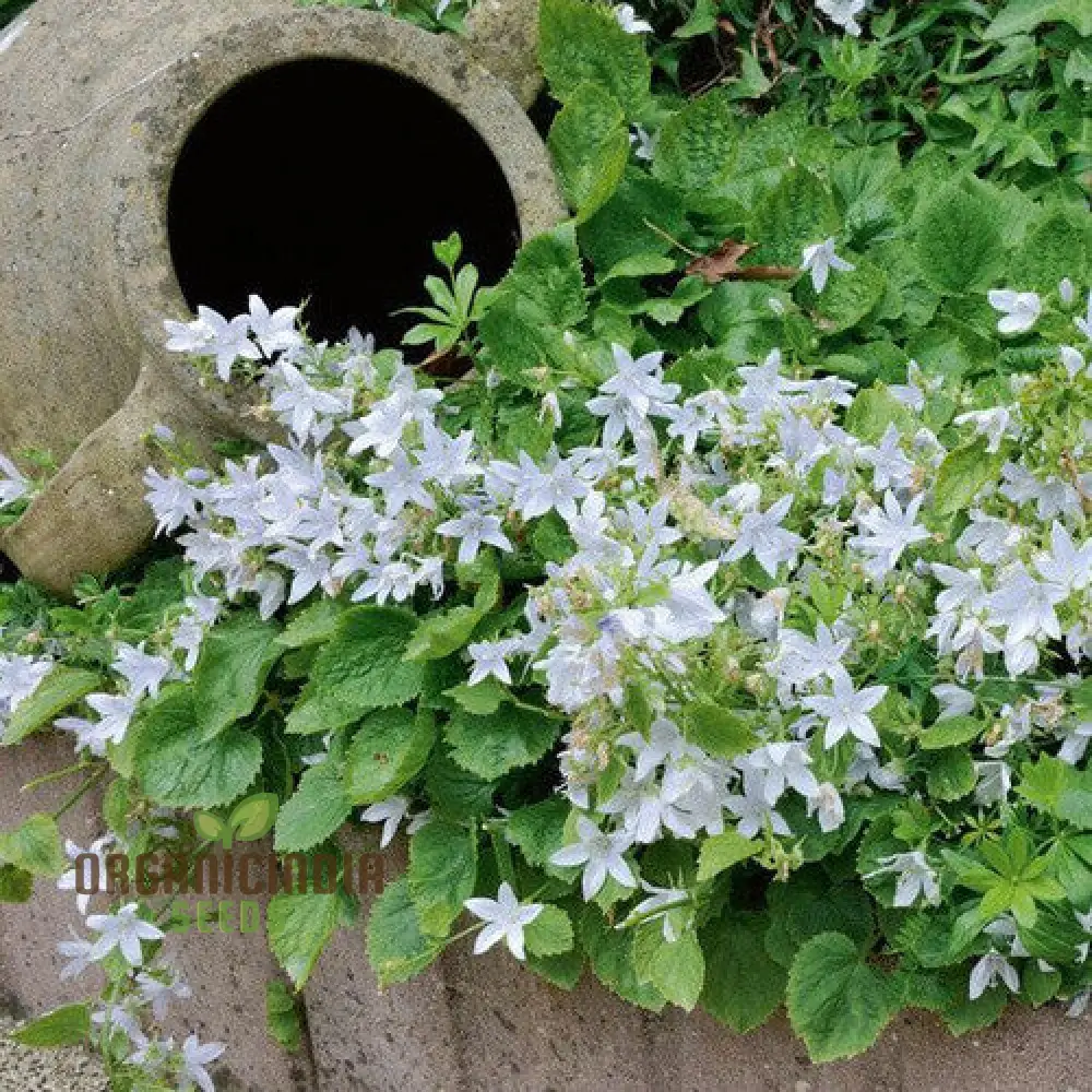 Campanula Poscharskyana Var. Lanata Seeds For Planting: Enchanting Bellflower for Your Garden Haven | Shop Unique Gardening Delights