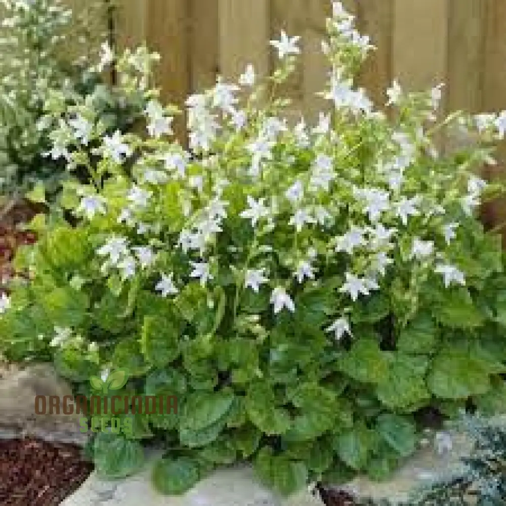 Campanula Poscharskyana Var. Lanata Seeds For Planting: Enchanting Bellflower for Your Garden Haven | Shop Unique Gardening Delights - Image 3