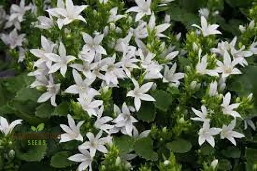 Campanula Poscharskyana Var. Lanata Seeds For Planting: Enchanting Bellflower for Your Garden Haven | Shop Unique Gardening Delights - Image 4