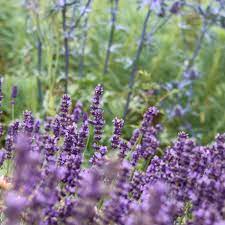 Camphor-Scented Lavender with Tall Spikes & Broad Leaves