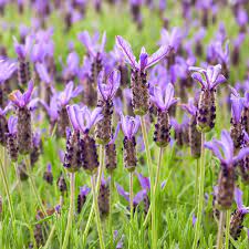 Camphor-Scented Lavender with Tall Spikes & Broad Leaves - Image 2
