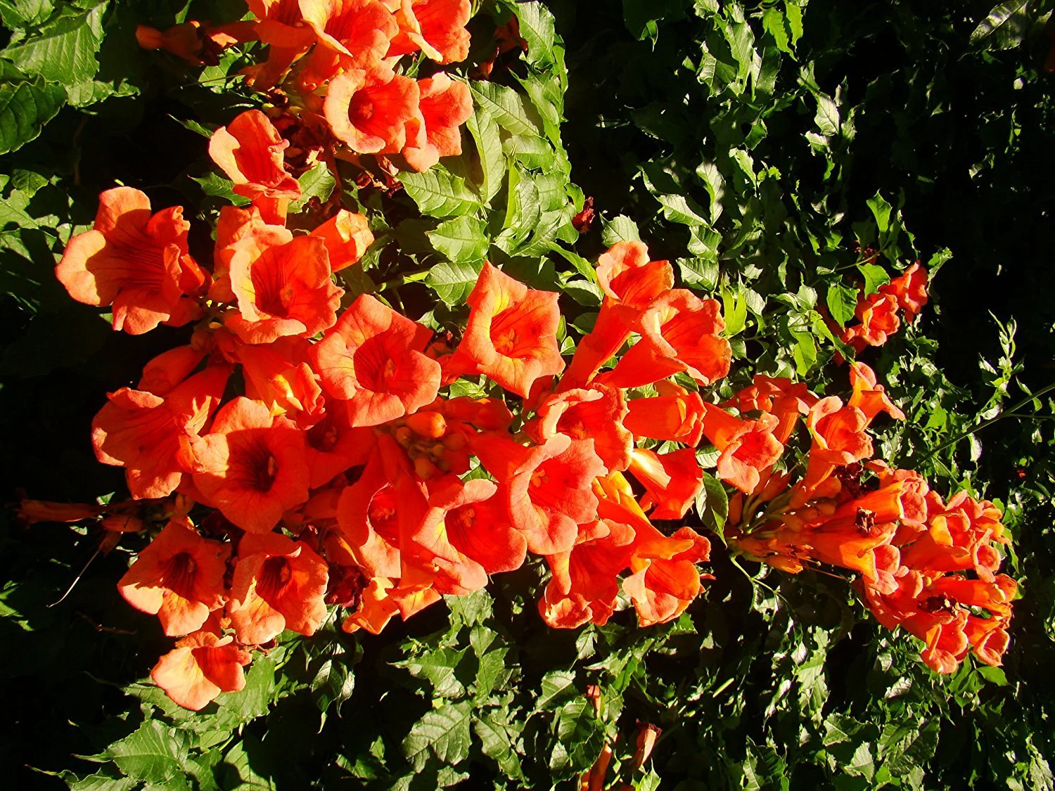 Campsis Radicans Seeds – Vibrant Trumpet Vine Variety for Hardy Climbing Gardens