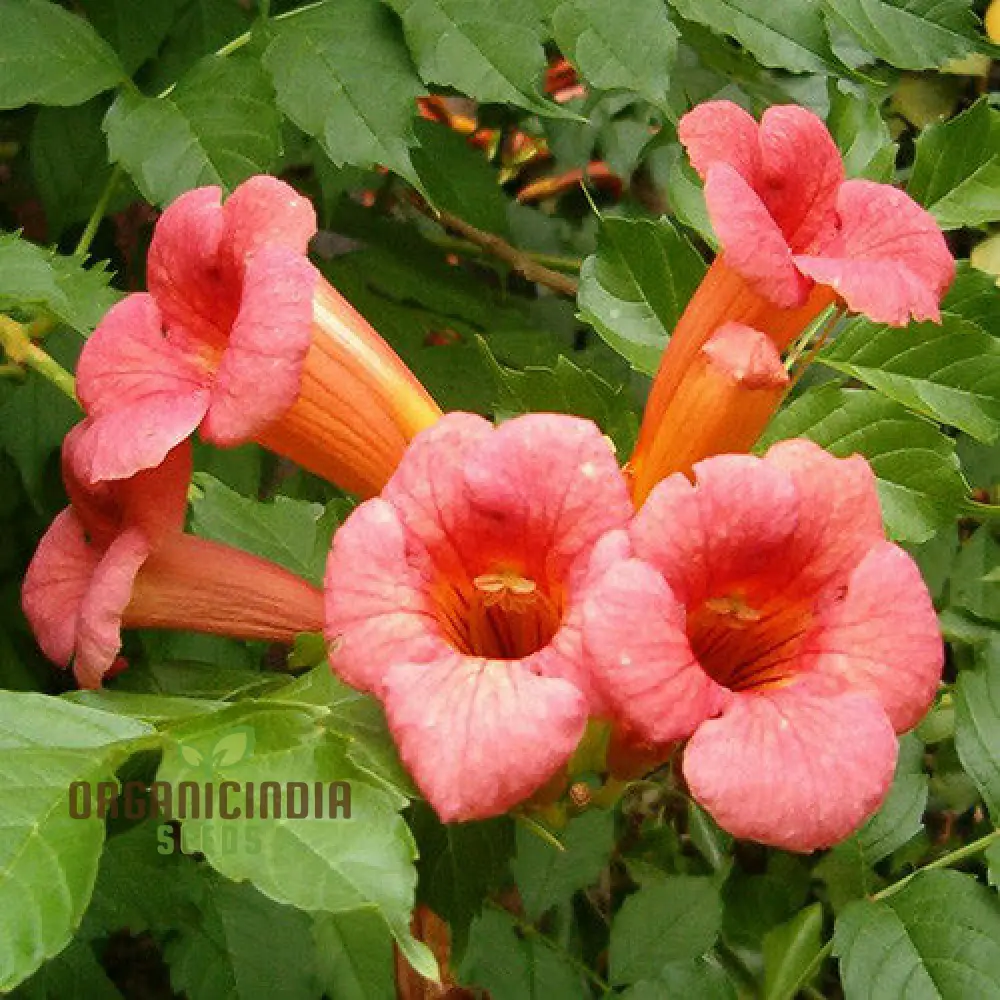 Campsis Radicans Seeds – Vibrant Trumpet Vine Variety for Hardy Climbing Gardens - Image 2