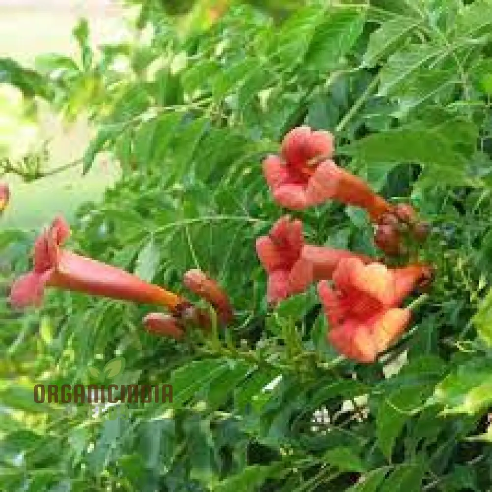 Campsis Radicans Seeds – Vibrant Trumpet Vine Variety for Hardy Climbing Gardens - Image 4