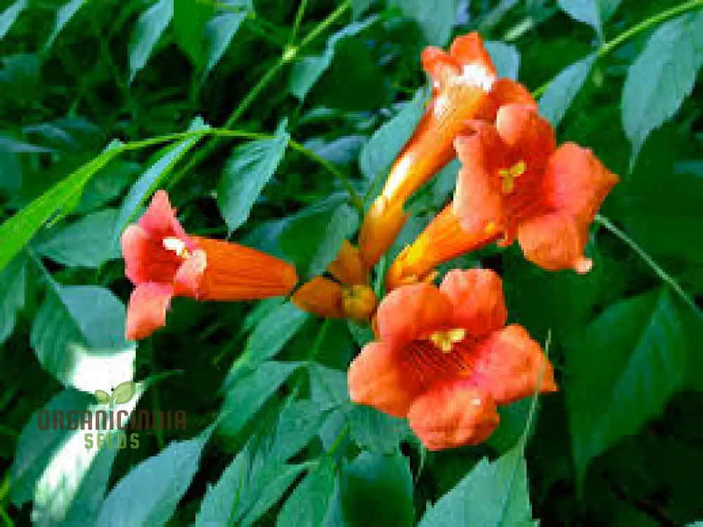 Campsis Radicans Seeds – Vibrant Trumpet Vine Variety for Hardy Climbing Gardens - Image 5