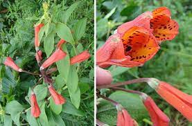 Campsis Radicans Seeds – Vibrant Trumpet Vine Variety for Hardy Climbing Gardens - Image 6
