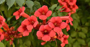 Campsis Radicans Seeds – Vibrant Trumpet Vine Variety for Hardy Climbing Gardens - Image 7