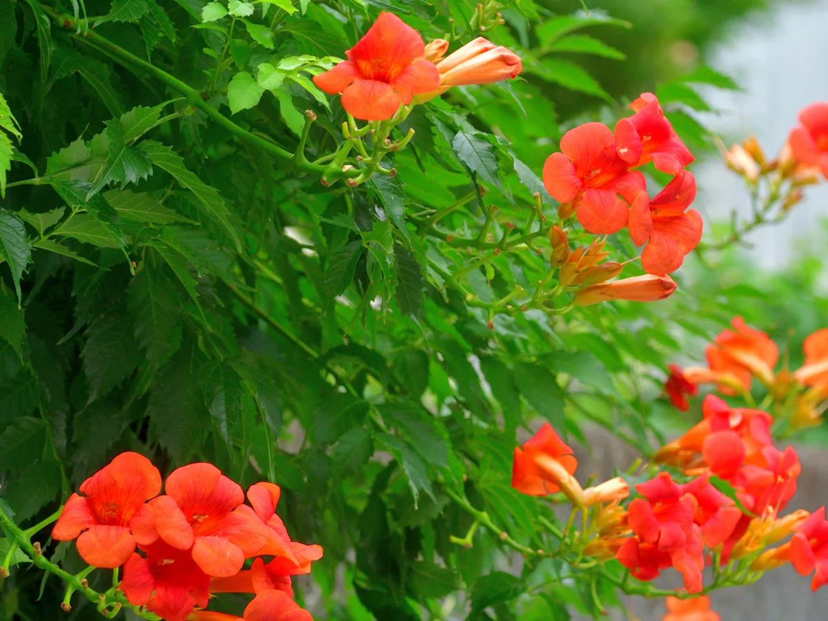 Campsis Radicans Seeds – Vibrant Trumpet Vine Variety for Hardy Climbing Gardens - Image 8