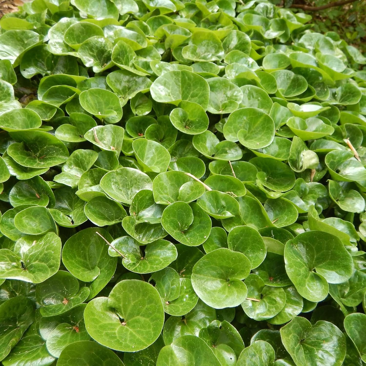 Canadian Wild Ginger Seeds (Asarum Canadense) – Low-Growing Perennial Ground Cover with Attractive Foliage for Shade Gardens