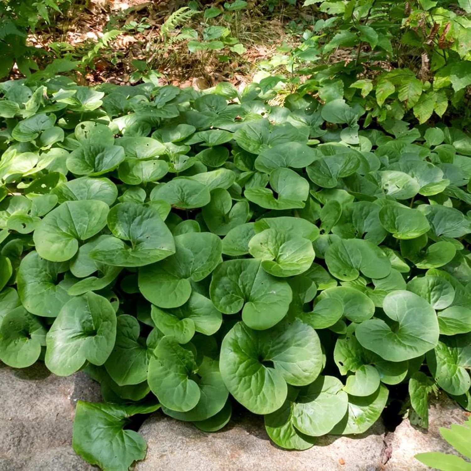 Canadian Wild Ginger Seeds (Asarum Canadense) – Low-Growing Perennial Ground Cover with Attractive Foliage for Shade Gardens - Image 3