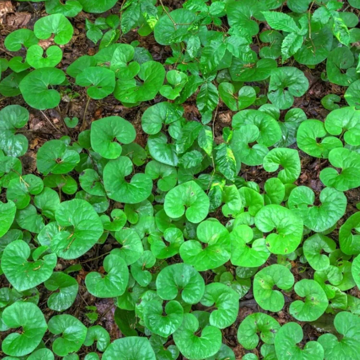 Canadian Wild Ginger Seeds (Asarum Canadense) – Low-Growing Perennial Ground Cover with Attractive Foliage for Shade Gardens - Image 4