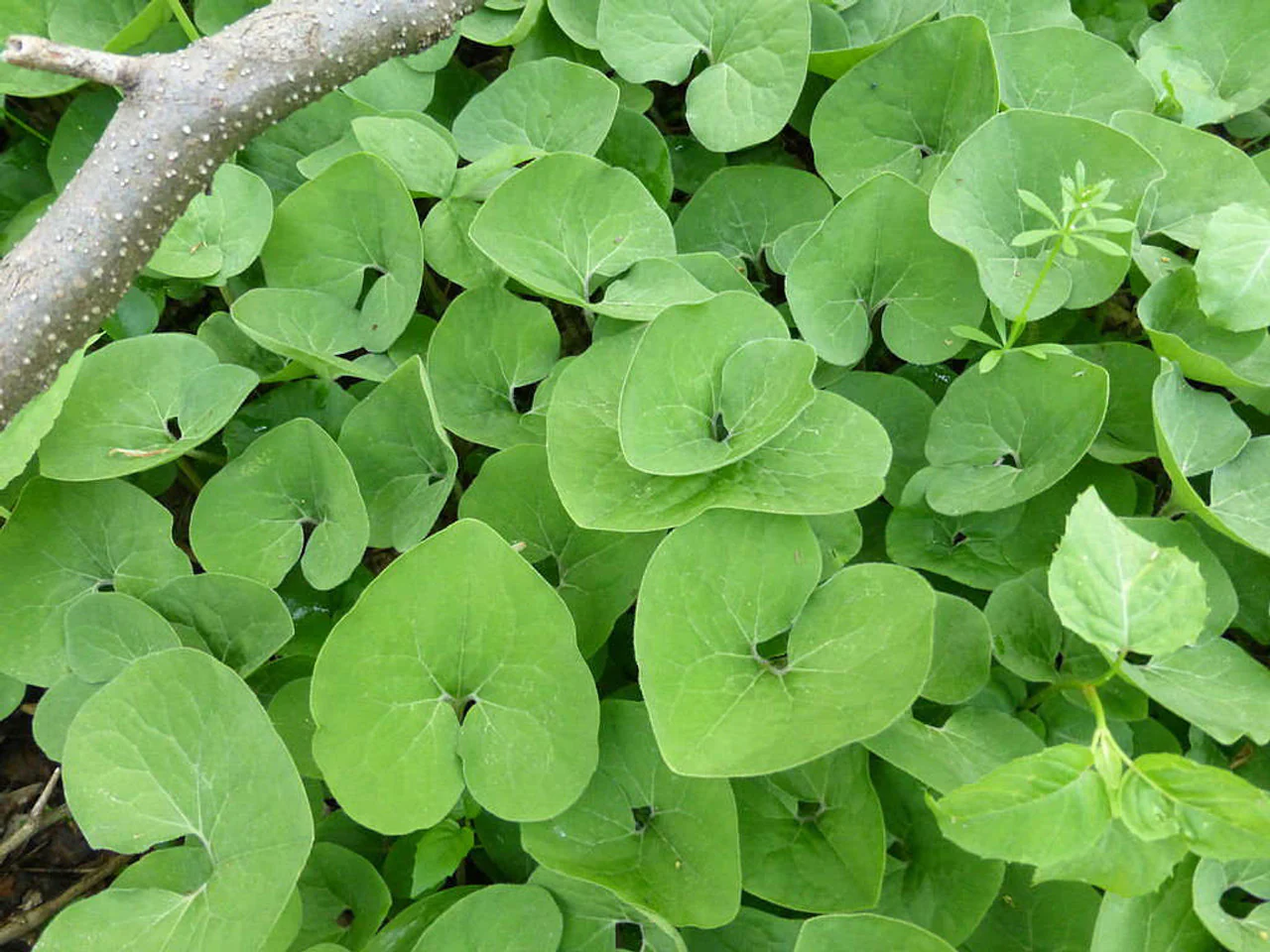 Canadian Wild Ginger Seeds (Asarum Canadense) – Low-Growing Perennial Ground Cover with Attractive Foliage for Shade Gardens - Image 5