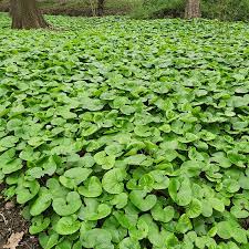 Canadian Wild Ginger Seeds (Asarum Canadense) – Low-Growing Perennial Ground Cover with Attractive Foliage for Shade Gardens - Image 6
