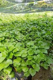 Canadian Wild Ginger Seeds (Asarum Canadense) – Low-Growing Perennial Ground Cover with Attractive Foliage for Shade Gardens - Image 7