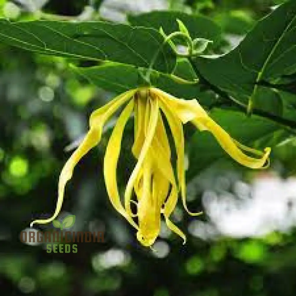 Cananga Odorata Seeds For Planting: Enhance Your Garden with Fragrant Ylang Ylang Trees and Plants