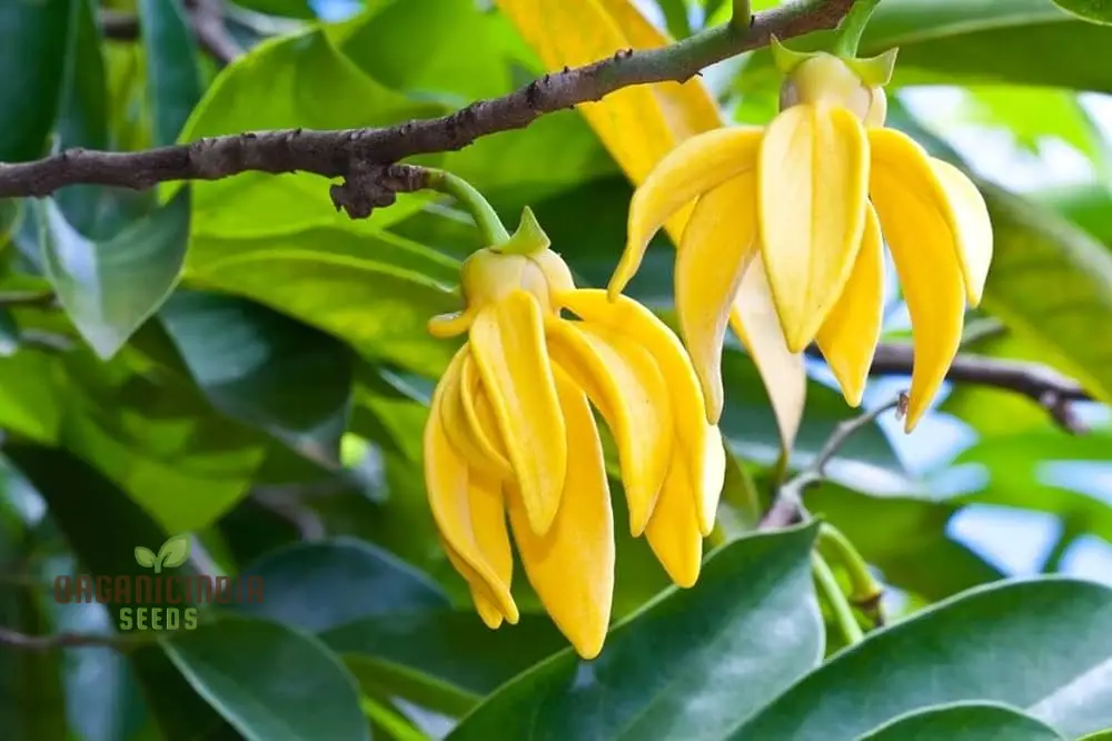 Cananga Odorata Seeds For Planting: Enhance Your Garden with Fragrant Ylang Ylang Trees and Plants - Image 3