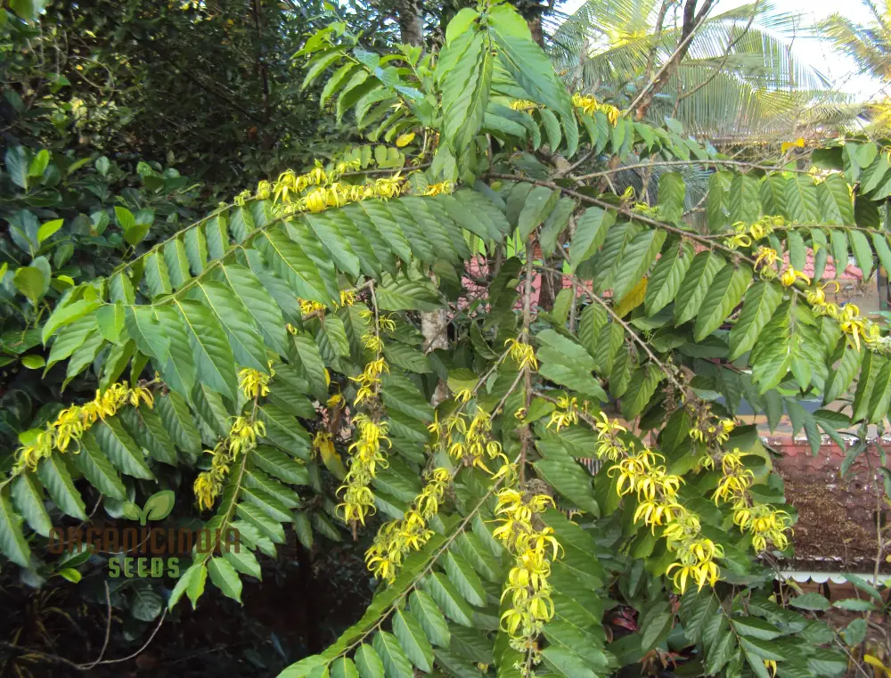 Cananga Odorata Seeds For Planting: Enhance Your Garden with Fragrant Ylang Ylang Trees and Plants - Image 4