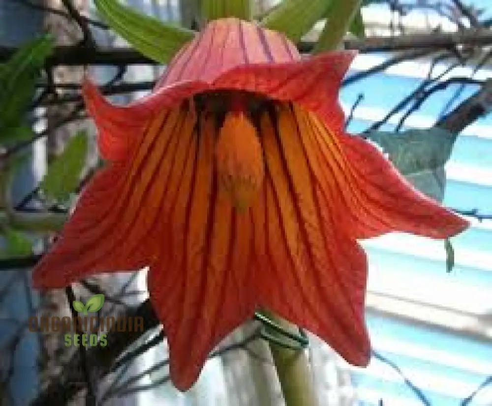 Canarina Canariensis Seeds For Planting: Rare Bellflower Vine for Your Garden Oasis - Exotic Canary Bellflower Plant for Vibrant Blooms and Elegant Trellising on Shopify