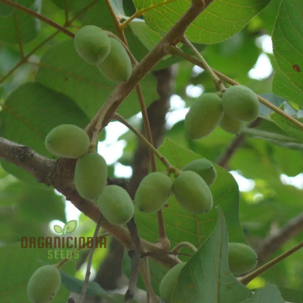 Canarium Subulatum Seeds for Gardening Enthusiasts: High-Quality Exotic Seeds