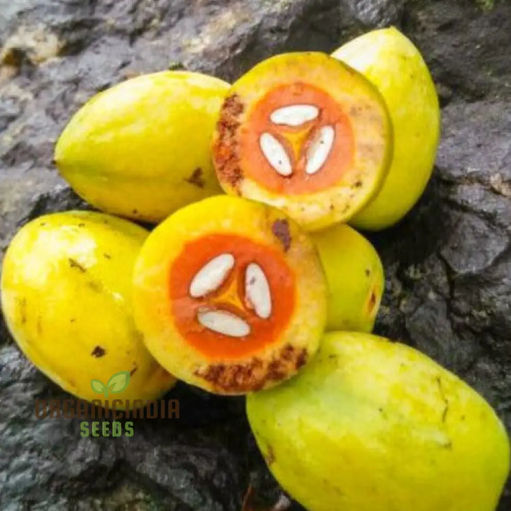 Canarium Subulatum Seeds for Gardening Enthusiasts: High-Quality Exotic Seeds - Image 3
