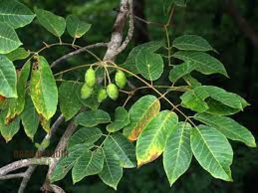 Canarium Subulatum Seeds for Gardening Enthusiasts: High-Quality Exotic Seeds - Image 4