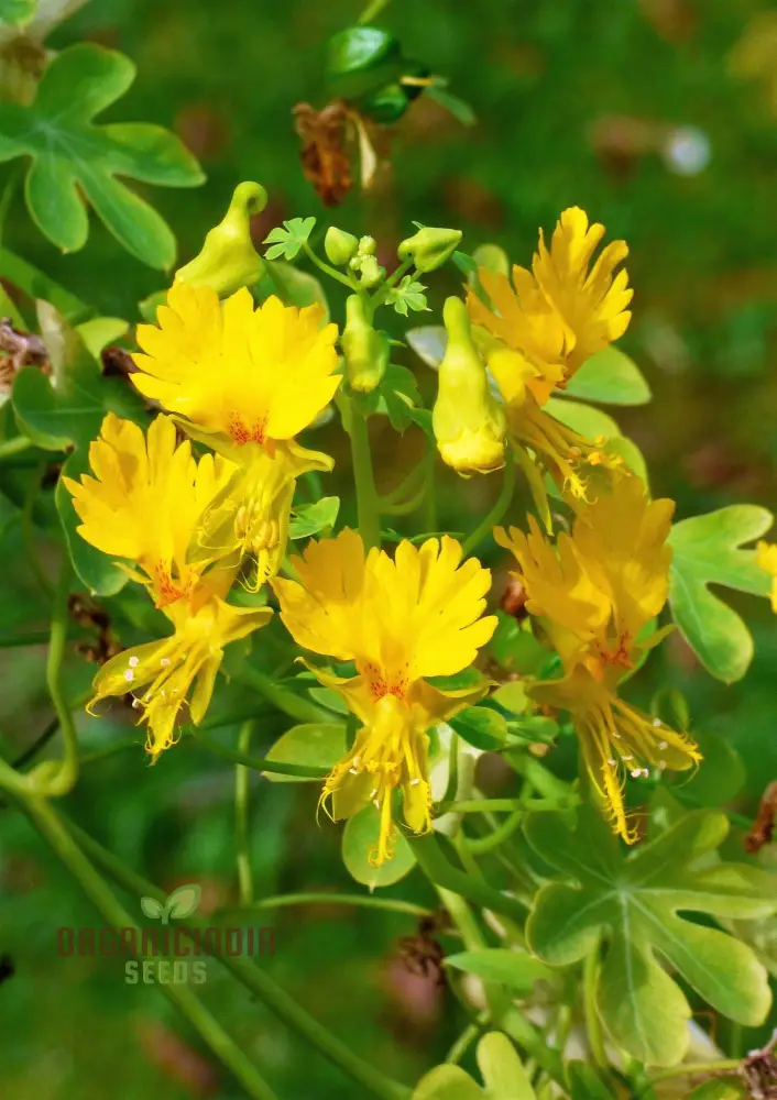 Canary Creeper (Tropaeolum peregrinum) Seeds for Vibrant Blooms and Lush Greenery in Your Gardening Oasis!