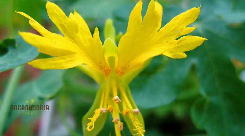 Canary Creeper (Tropaeolum peregrinum) Seeds for Vibrant Blooms and Lush Greenery in Your Gardening Oasis! - Image 3