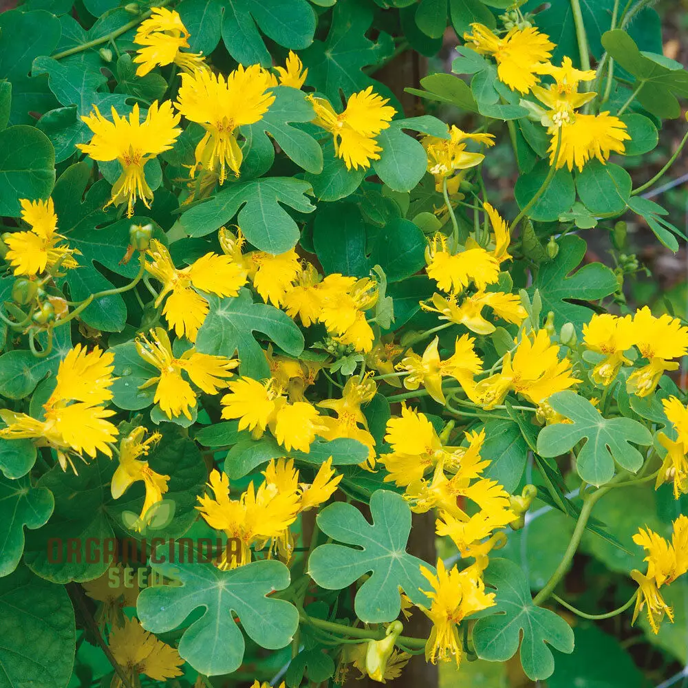 Canary Creeper (Tropaeolum peregrinum) Seeds for Vibrant Blooms and Lush Greenery in Your Gardening Oasis! - Image 4