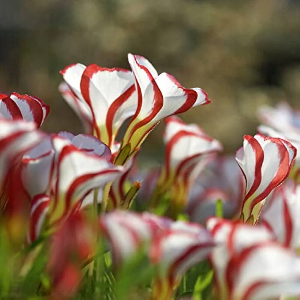 Candy Cane Sorrel Seeds – Oxalis Versicolor Striped Flower - Image 4
