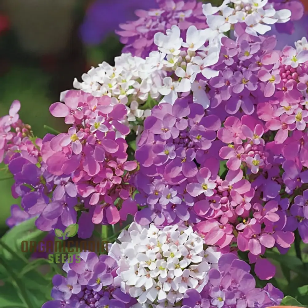 Candytuft Fairy Mixed Flower Seeds - Ideal for Vibrant Flower Beds for Gardening & Planting